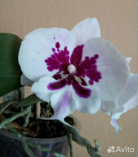 Фаленопсисы