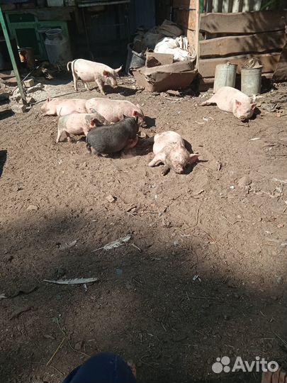 Поросята