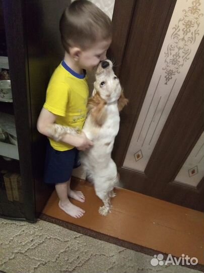 Собаки щенки