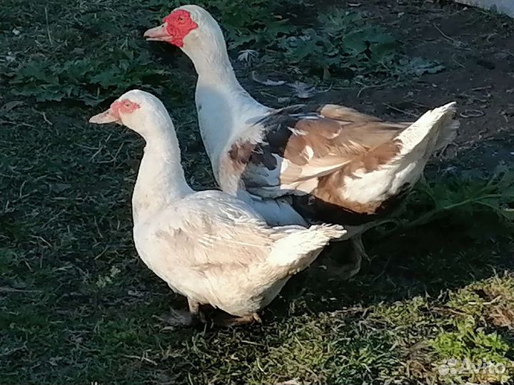Мускусные утки (индоутки)