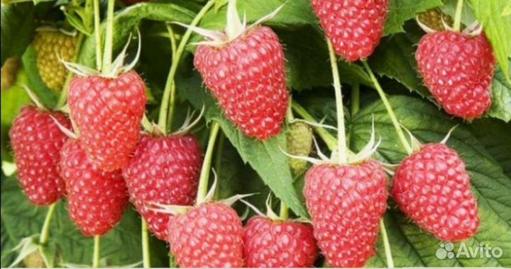 Продаю саженцы плодово-ягодных культур