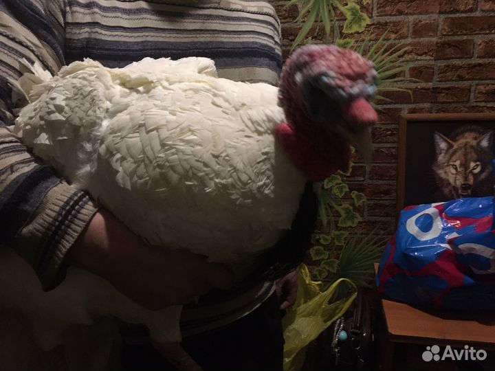 Индюк и индюшка