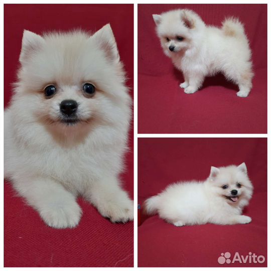 Шпиц светлая девочка