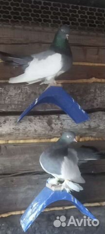 Продам Бакинских голубей
