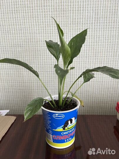 Спатифиллум (женское счастье)