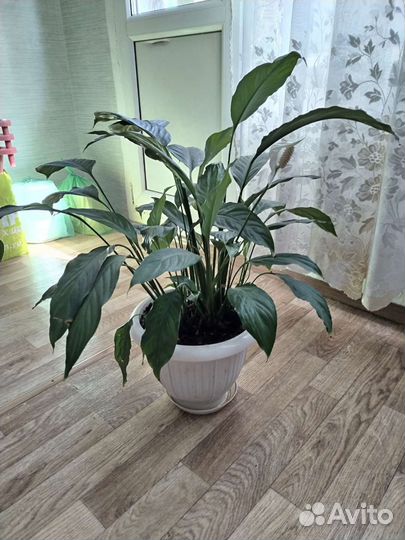 Продам цветок