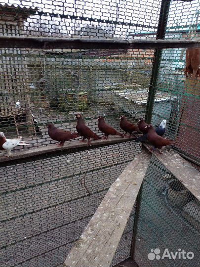 Продажа голубей