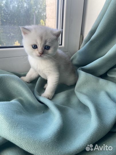 Кошка золотая шиншилла