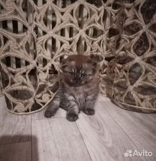 Британские котята
