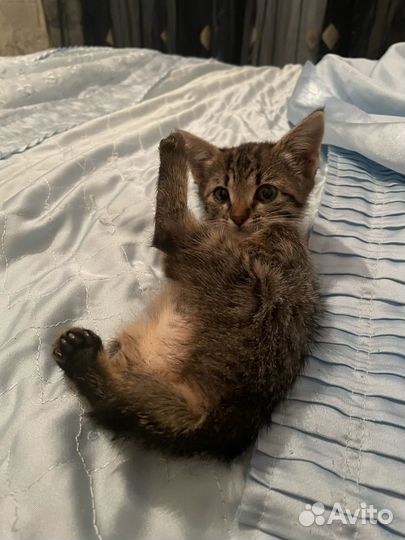 Котята бобтейл