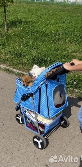 Коляска для собак