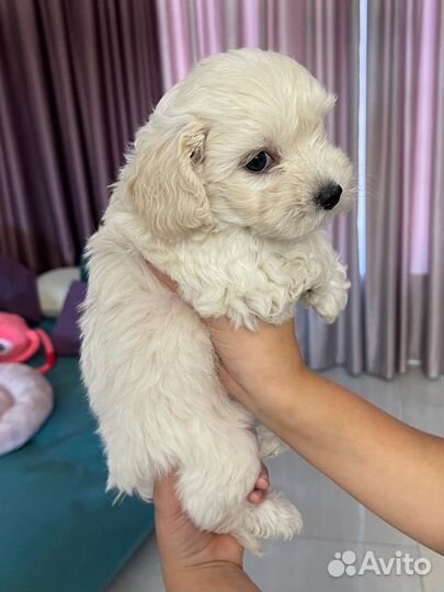 Щенки мальтипу мини девочка