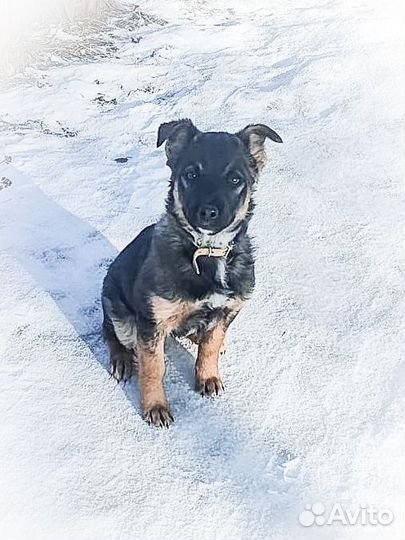 Щеночек Дося