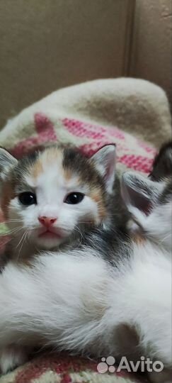 Котята ищут маму, довезу до подъезда