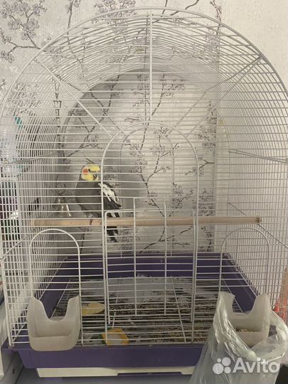 Попугай корелла мальчик