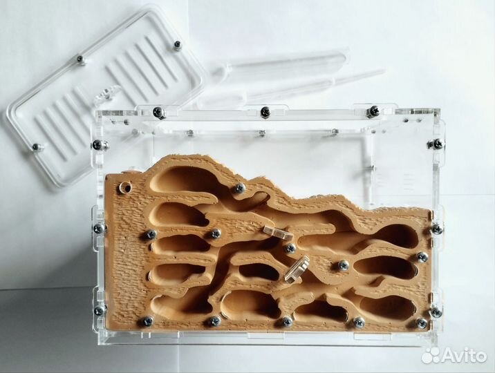 Муравьиная ферма, формикарий