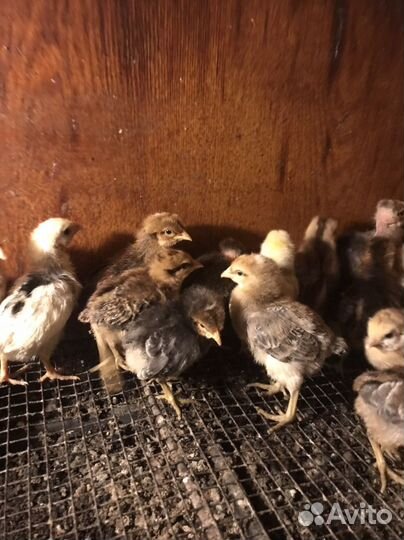 Цыплята несушки