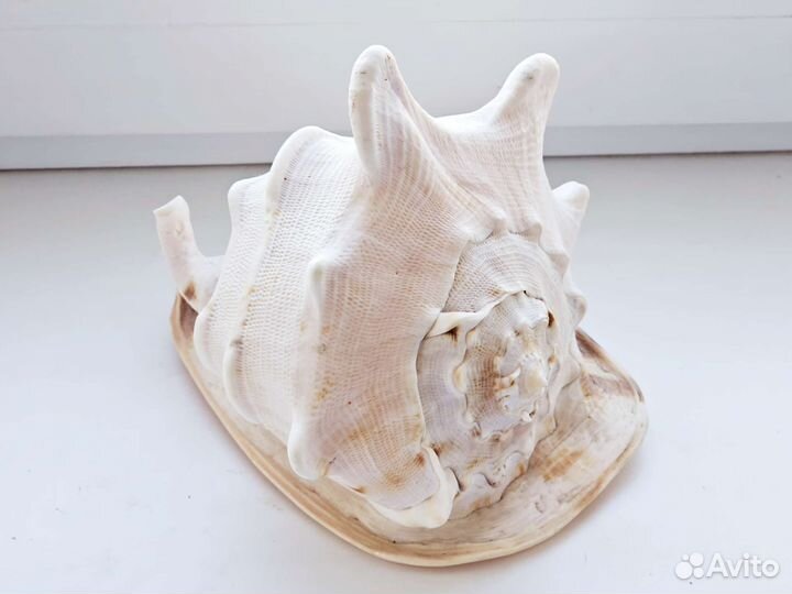 Большая раковина Кассис корнута
