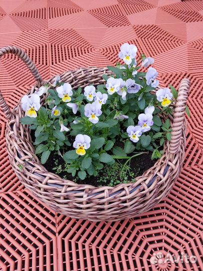 Рассада помидор