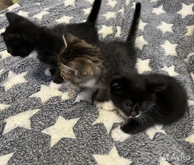 Котята в добрые руки