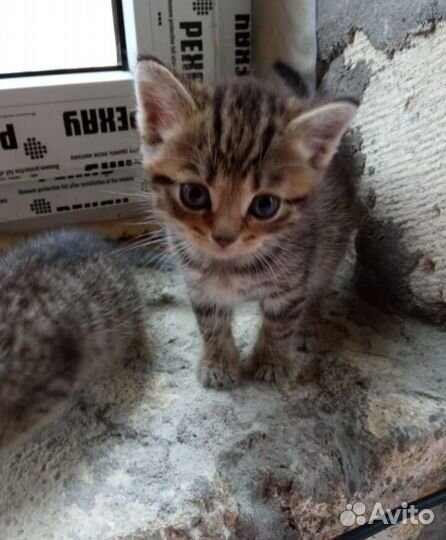 Кошки в добрые руки бесплатно