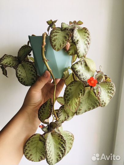 Эписция с горшком