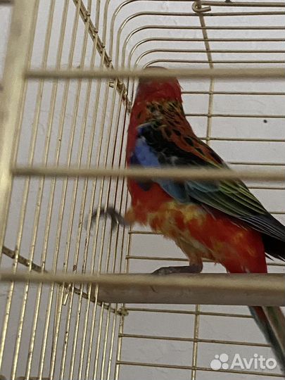 Попугай розелла, девочка молодая 5 месяцев