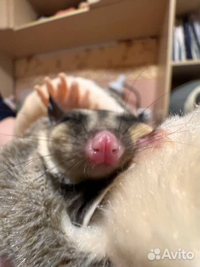 Белка летяга