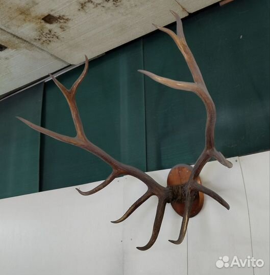 Рога оленя