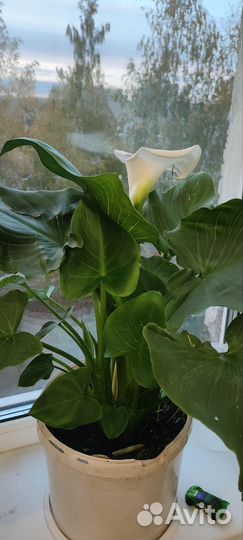 Калла белая эфиопская корневищная