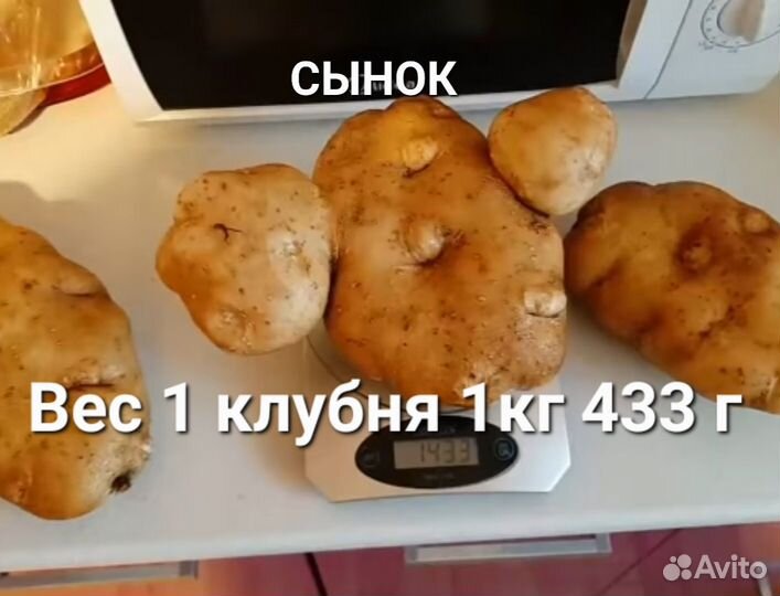 Семенная картошка неприхотливые урожайные сорта