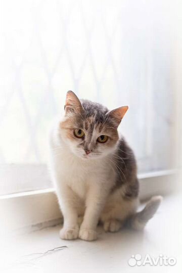 Кошка Умка