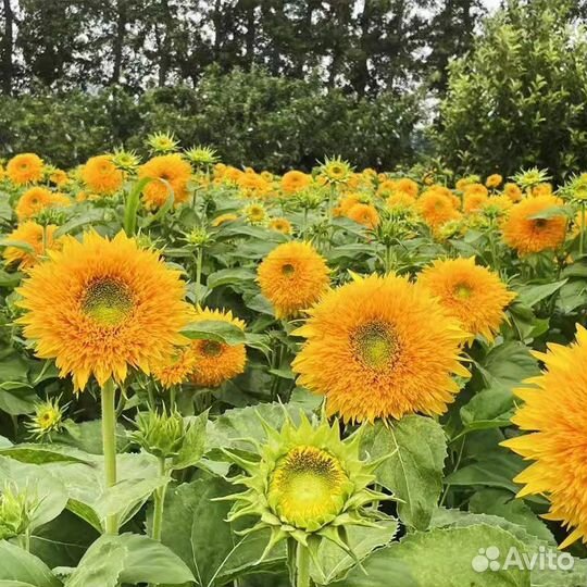 Подсолнечник Медвежонок Тедди семена