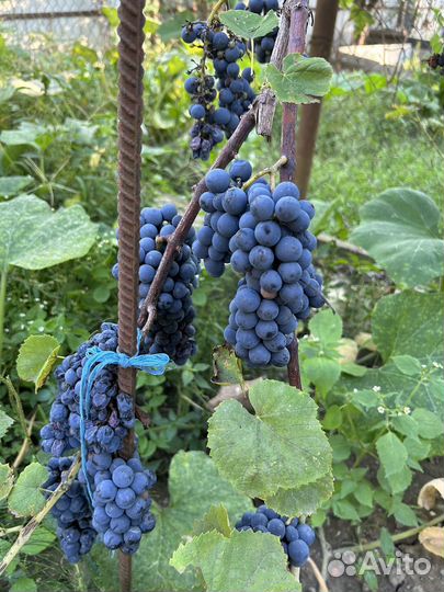 Виноград качич