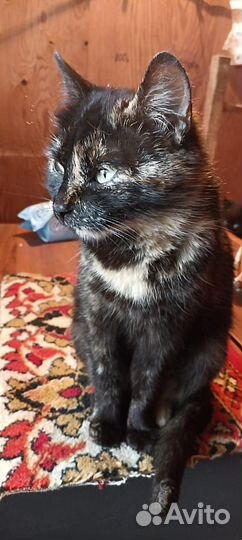 Спасти Добрую Кошку, доставим. лоток на отлично