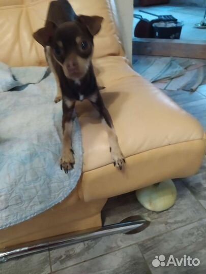 Мини той-терьер вязка