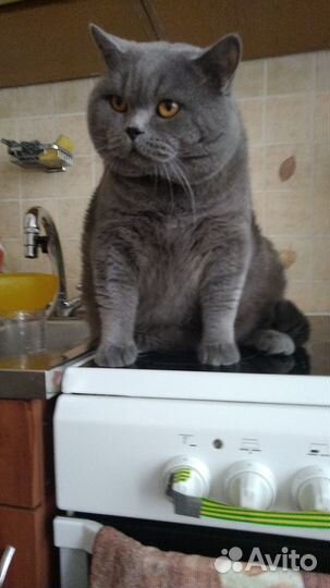 Предлагаю на вязку шикарного Британца