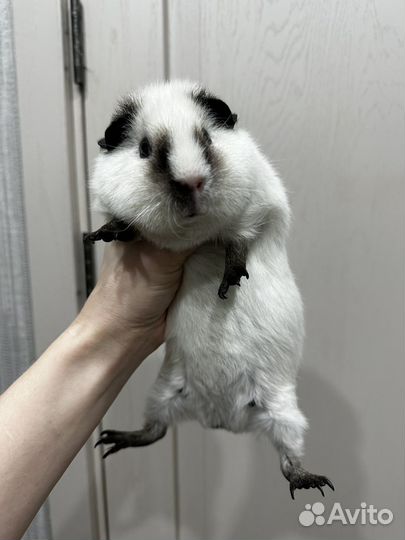 Морская свинка