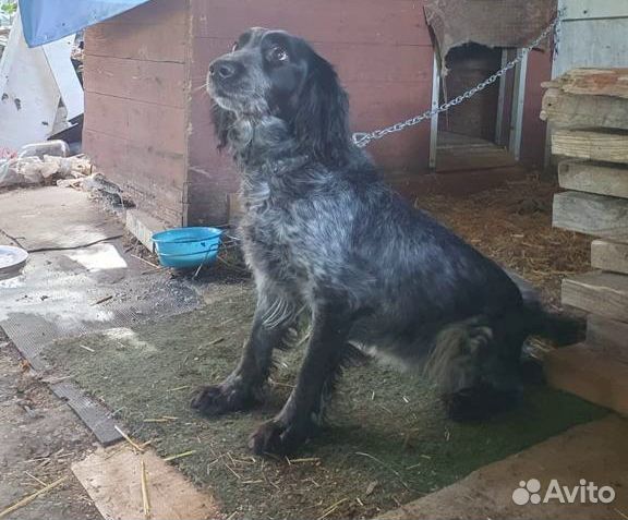Спаниель Моня в дар