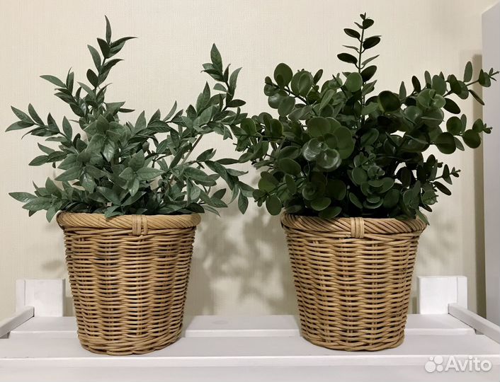 Цветы Кашпо