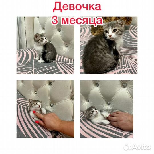 Милые котята