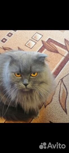 Отдам бесплатно кошку (британская вислоухая)