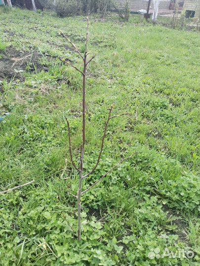 Слива жёлтая медовая