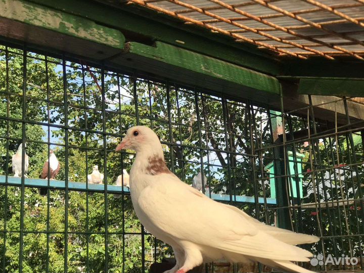 Пойманные голуби