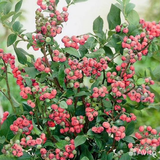 Голубика розовая из питомника растений