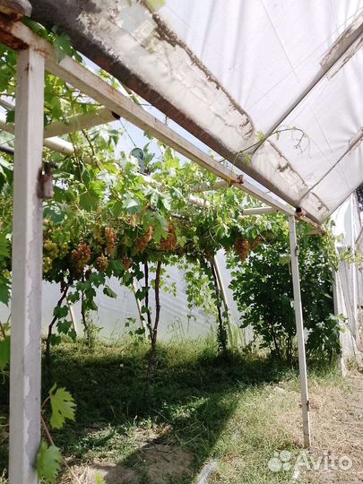 Виноград преображение