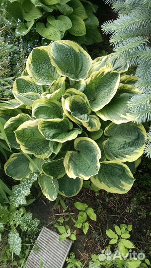 Хосты,бруннера