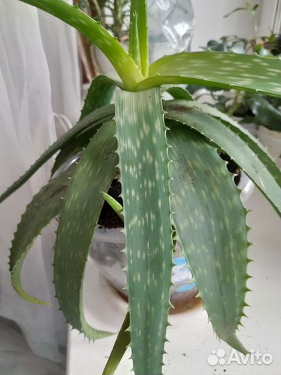 Алоэ вера растение