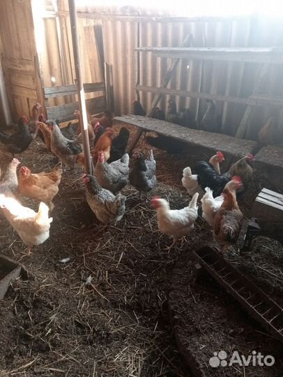 Сельхоз животные