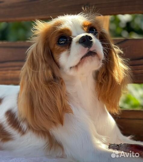 Кавалер кинг чарльз спаниель девочка
